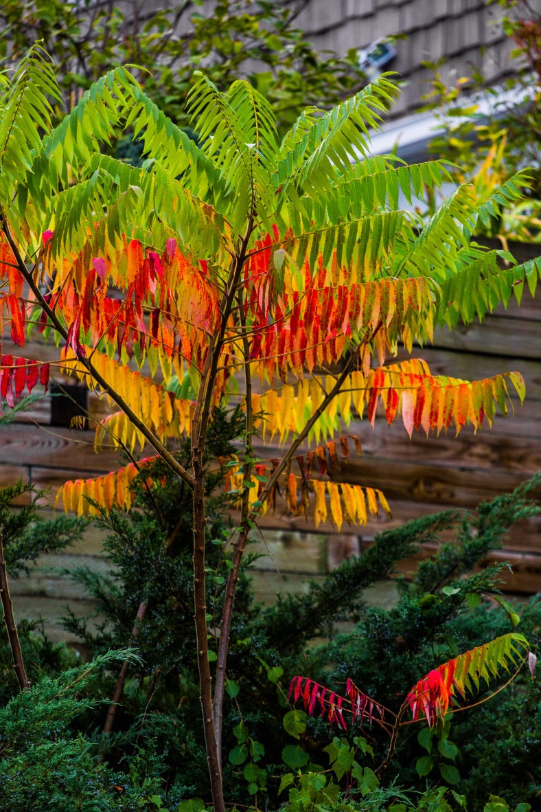 The bright colors of a sumac tree seen along Ridge Street. October 3, 2013.