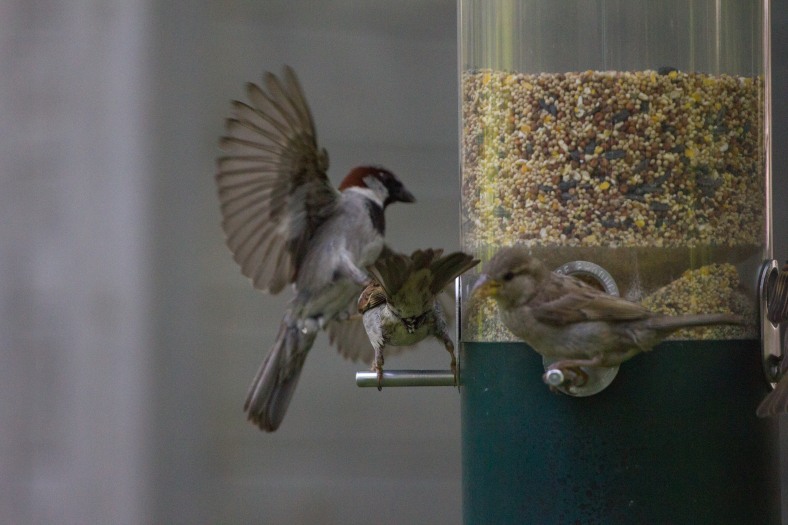 After asserting its position, then dropping the only seed it grabbed, a bird is forced to take wing after being knocked of the feeder perch. July 11, 2015.