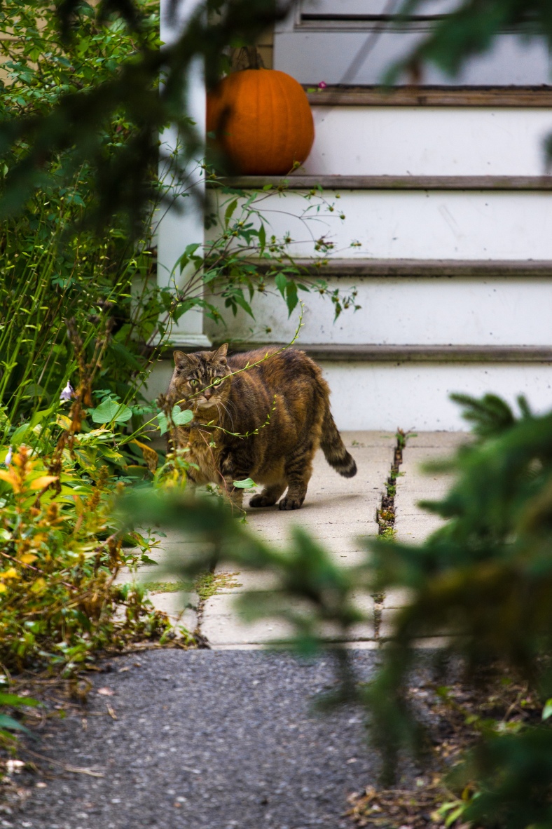 A cat stands alert outside a Pond Lane home. October 04, 2015.